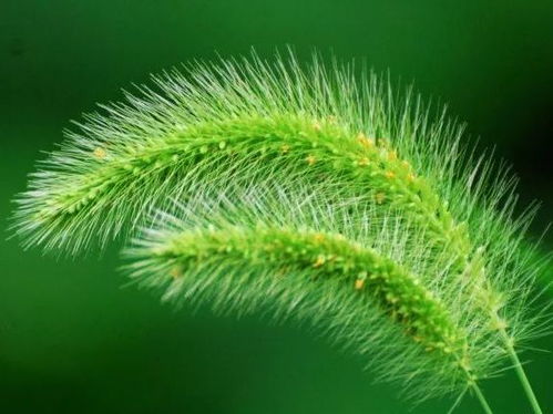 狗尾草：低等植物，花卉新宠，植物体魅力无限