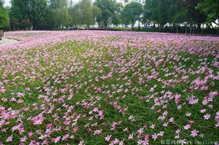 花语与寓意：初恋与纯洁