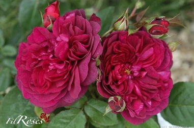 达西布塞尔月季的花期是啥样子的呀？