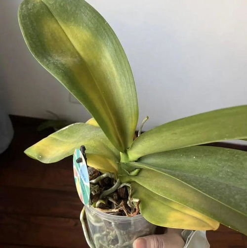 蝴蝶兰的根可以修剪吗？修剪蝴蝶兰根部会影响其生长吗