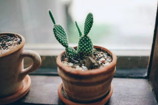 植物生根剂配方，哪种效果最好