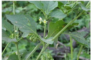 生根粉和多菌灵混合泡种对植物有害吗？