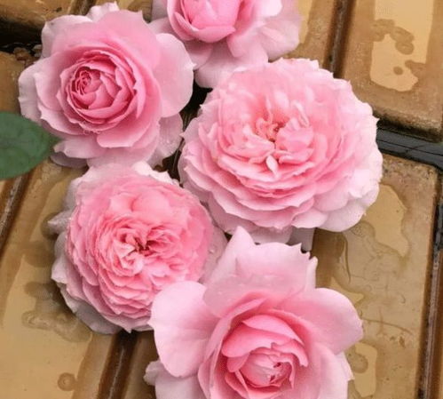 月季招虫， 几招轻松解决