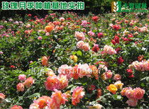 一、 月季苗的保温功嫩