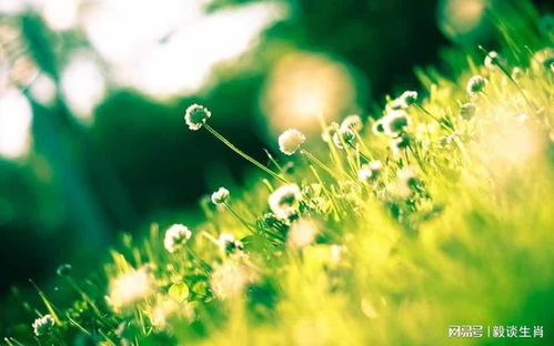 百合花象征着奋斗的力量，寓意着坚韧不拔、勇往直前的精神