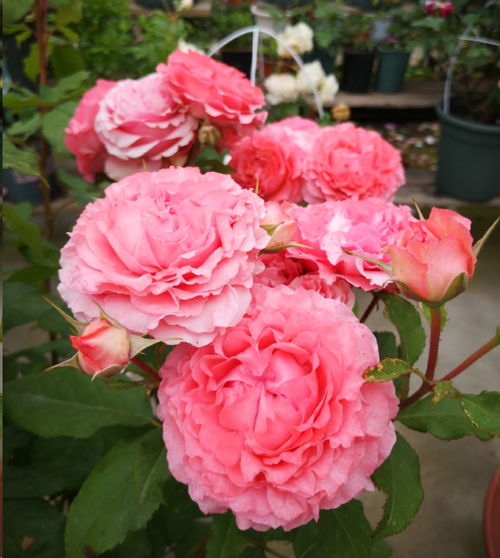 无刺月季， 适合各种地方