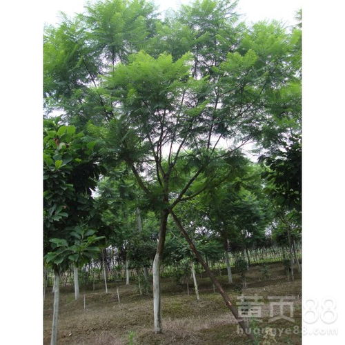 如何正确移植蓝花楹，避免树木受损