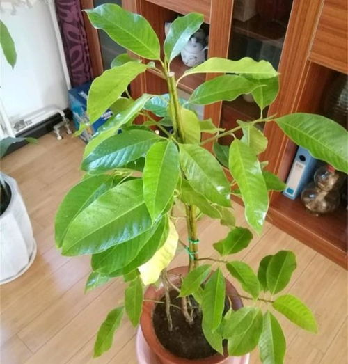白兰花为何难以存活？