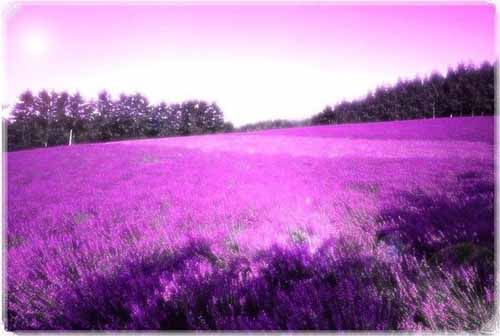 薰衣草无根？如何存活