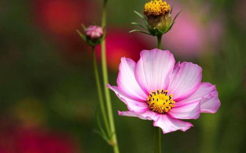 破镜重圆，花语重逢——和解之花，美丽绽放