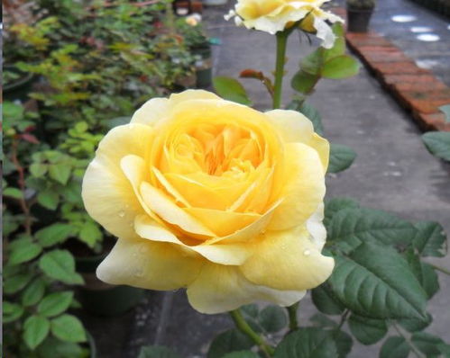 紫色仙子的魔法世界