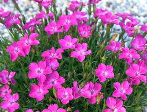 桂林家庭种植耐湿爆花品种全解析