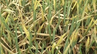 小麦病虫害防治杂谈