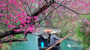 春回大地，百花争艳：揭秘春季绽放的迷人花卉