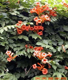 如何让凌霄花开花