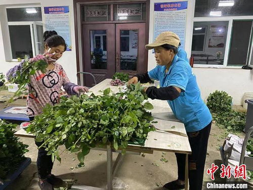 修剪篇：小玫瑰， 你美不美