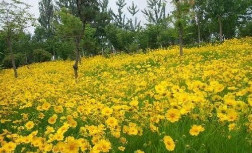 1. 金盏菊——抗旱小钢炮