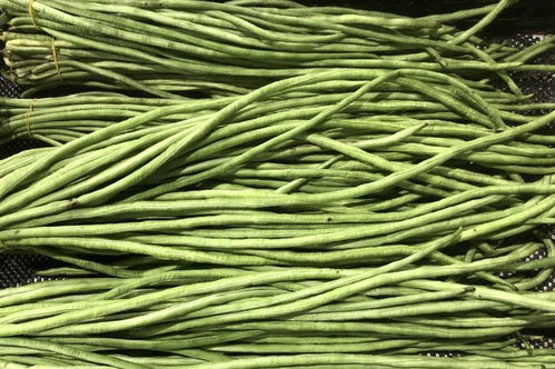 8月适宜种植蔬菜种类指南