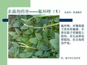 那么晴天和阴天哪个geng适合使用吡虫啉呢？