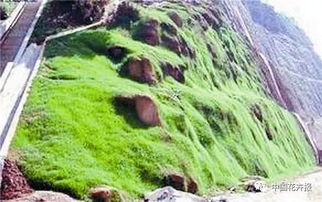 公路边的绿化树种大揭秘