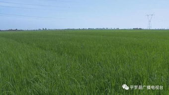 宁夏平罗县的盐碱地奇迹