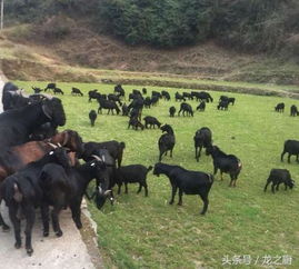 宁夏西海固农民借助黑山羊品牌，探索脱贫致富新路径