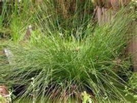 热河灯心草生长于东北、华北，用途广泛