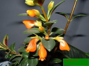 金鱼花如何科学养殖？有哪些养护技巧需要注意