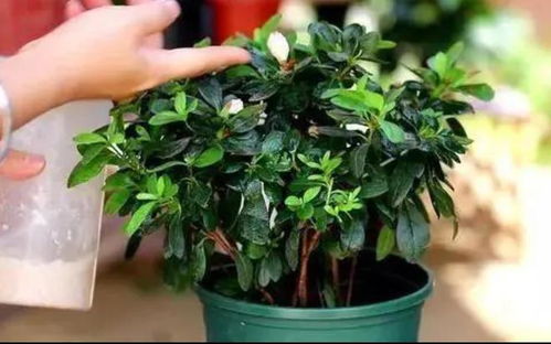 不易枯萎的植物：浅盆花草的选择