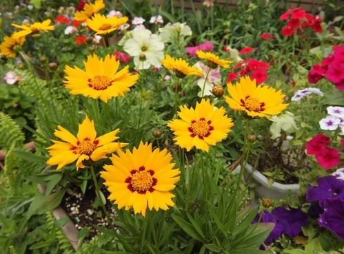 一、哪种大叶黄花新手易养死？