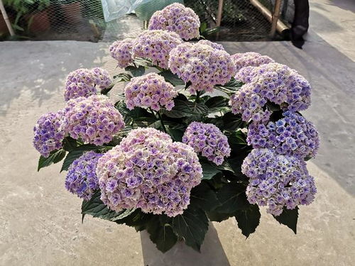 种植小窍门