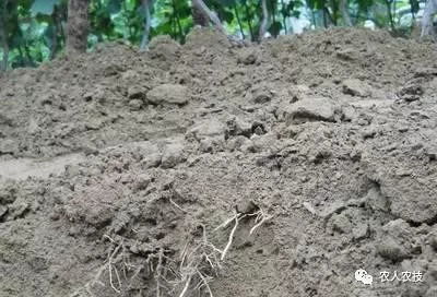 葡萄园的灌水方法