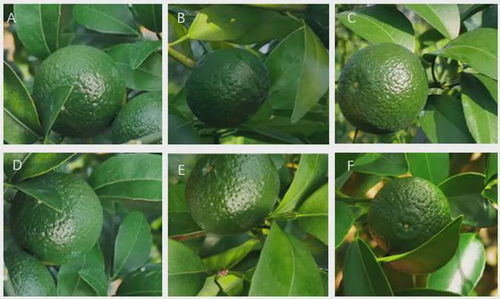 春雷霉素：防治多种细菌和真菌病害的理想药剂