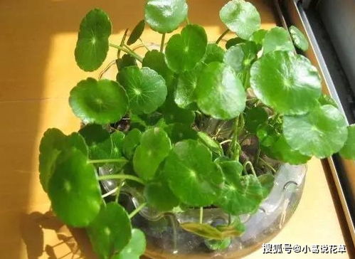 冬季除虫菊的保温大法