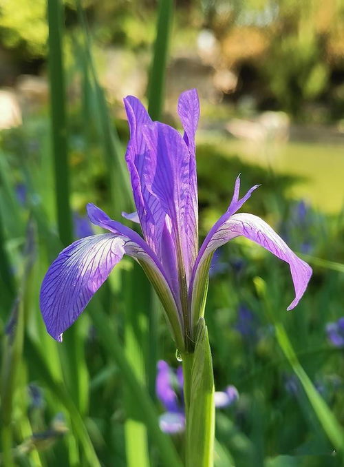 鸢尾花的独特构造