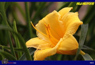 大花萱草品种大盘点