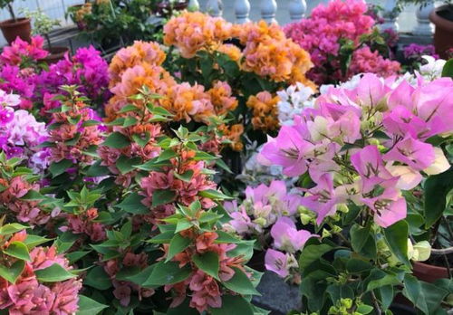 新手养花失败记