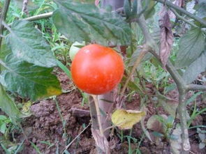 番茄上的青虫怎么防治