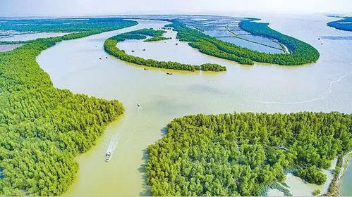 广东湛江红树林修复， 重要数据分享