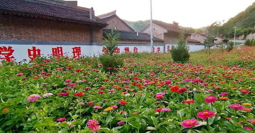 广东乡村花卉种植指南：美丽与实用的完美结合