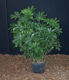 拓木树别名揭秘，独特花卉新宠！