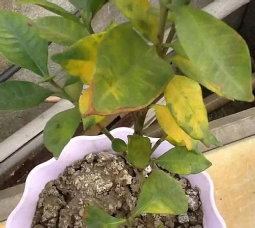 如何快速判断盆土土质好坏？它是否适合植物生长