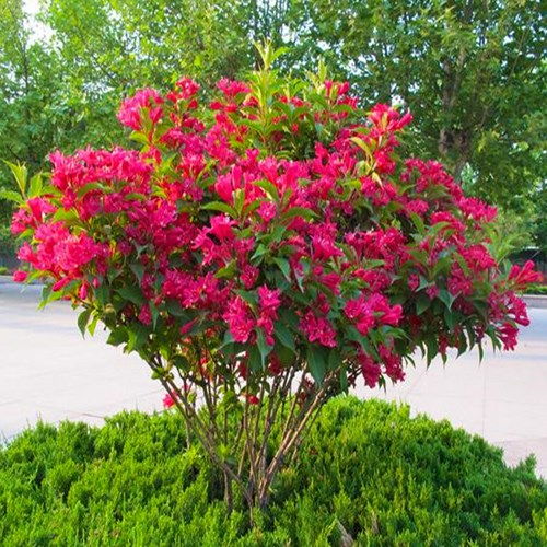 红王子锦花期，具体多长呢？