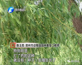 菟丝子收割， 季节的魔术师