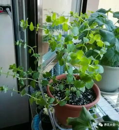 可依在东北种植除虫菊， 它属于多年生植物