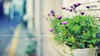 树木的低语与生命的寓言