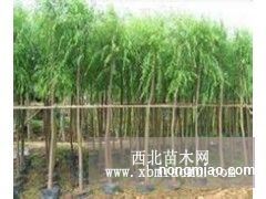 使用方法及注意事项