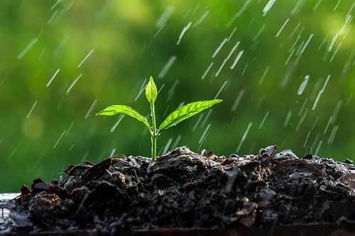一、雨水冲农药，这事儿靠谱吗？