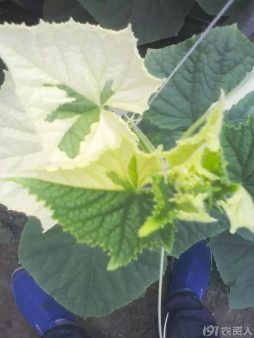 喷完苯醚甲环唑下雨怎么办？揭秘有效补救措施