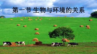 狐狸偏爱栖息于森林、草原、山区等自然环境中